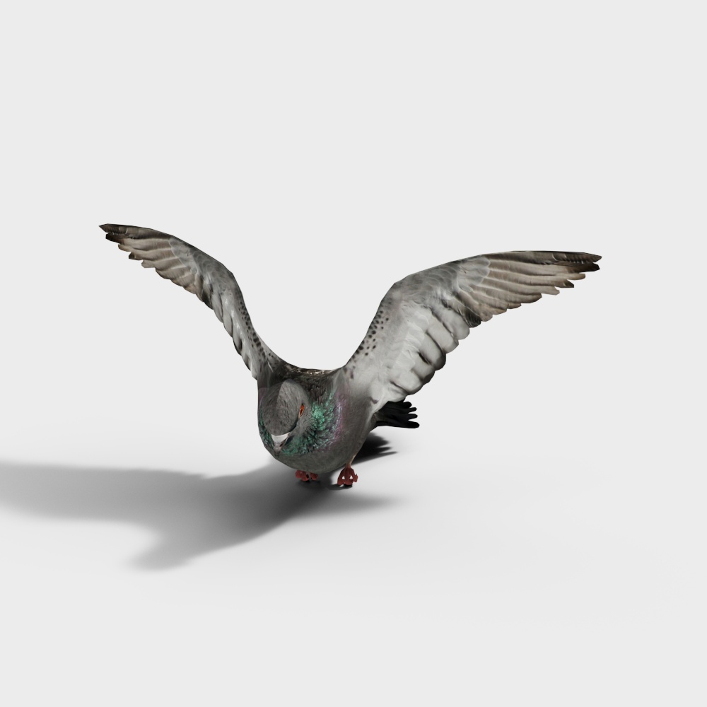 Soaring Pigeon 3D Model