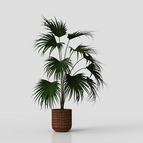 Realistic Low Poly Palm Plant 3D model