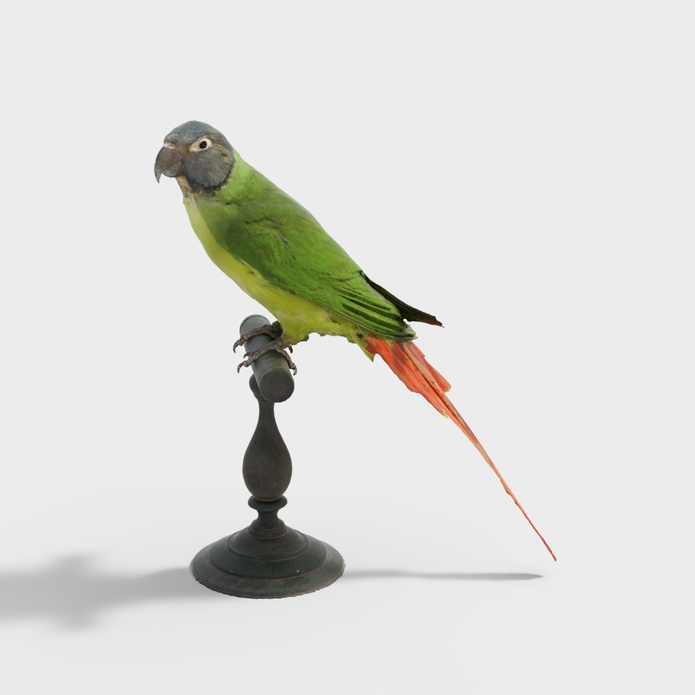 Colorful Parrot 3D Model for Creative Use