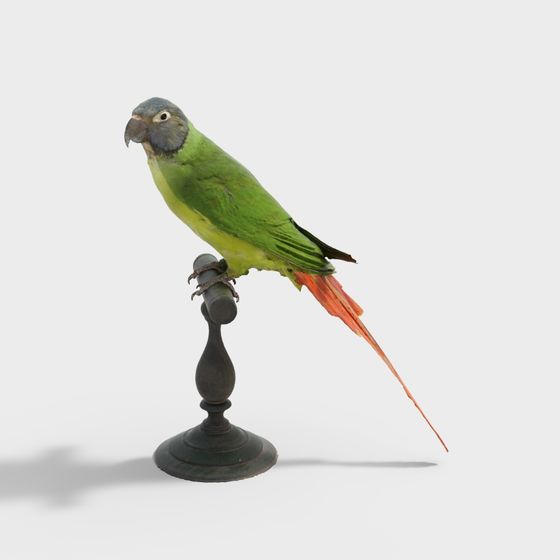 Colorful Parrot 3D Model for Creative Use