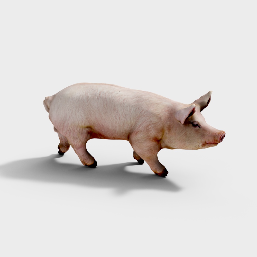 Pig