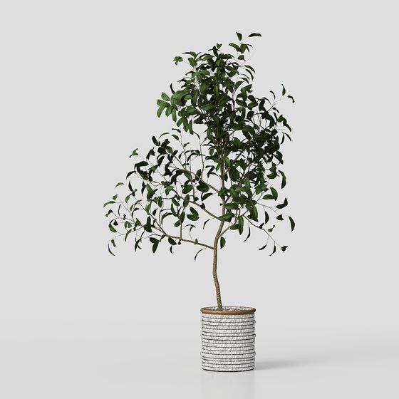 Exquisite Indoor Plant 3D Model for Creative Projects