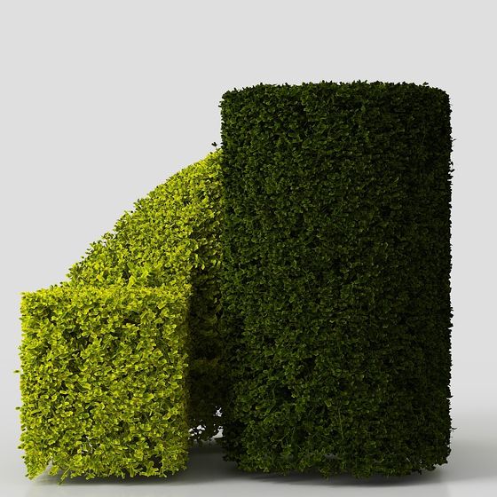 assemblage de plantes