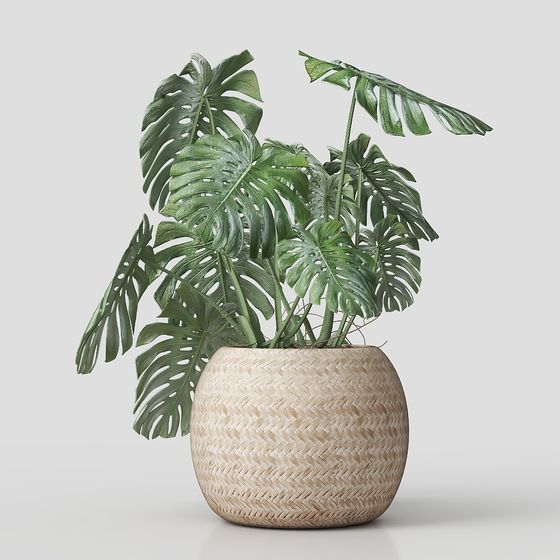 Monstera Plant in Woven Basket 3D model
