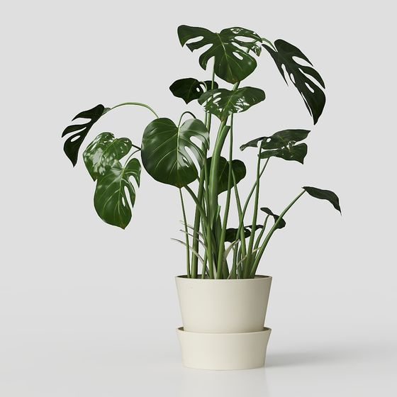 Monstera Deliciosa 3D Model for Creative Projects