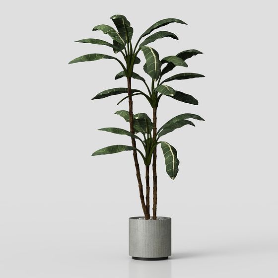 Plants
