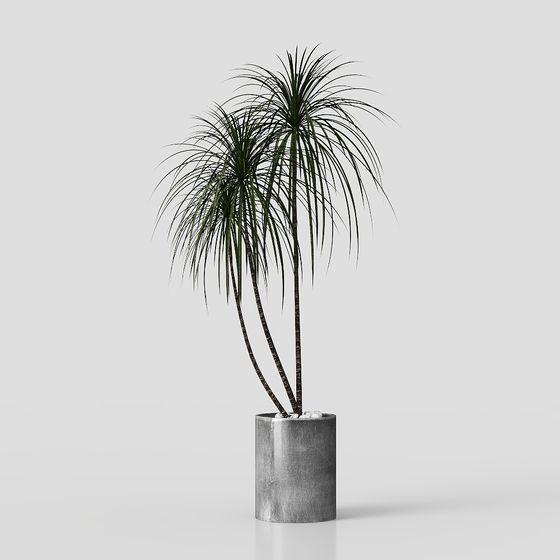 Stylish Dragon Blood Tree 3D model for Creative Projects