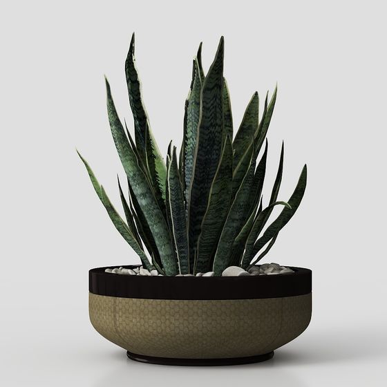 Stylish Planter with Snake Plant 3D model