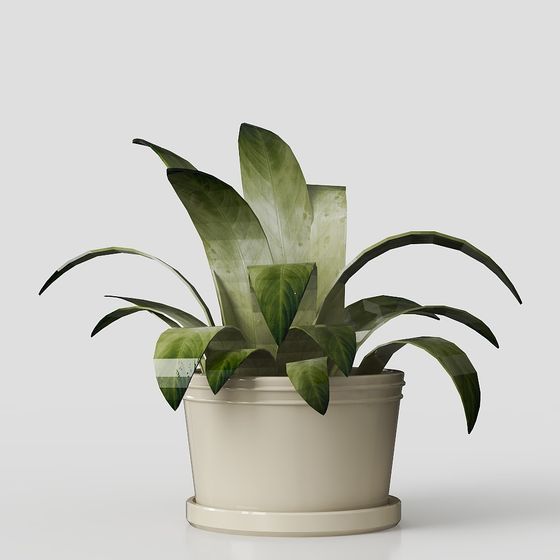 Plants
