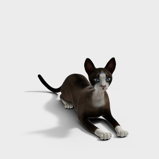 Elegant Siamese Cat 3D model