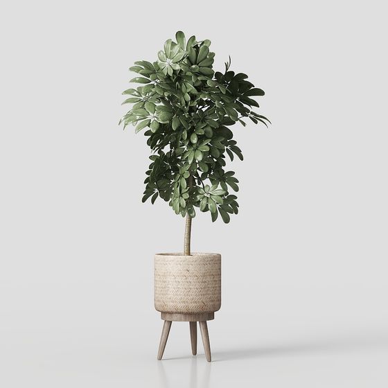 Nature's Rhythm 3D model - Realistic Potted Plant