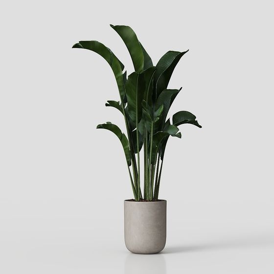 Tropical Bird of Paradise Plant Pot 3D model