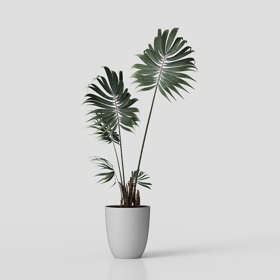 Tropical Plant 3D model for Designers and Developers