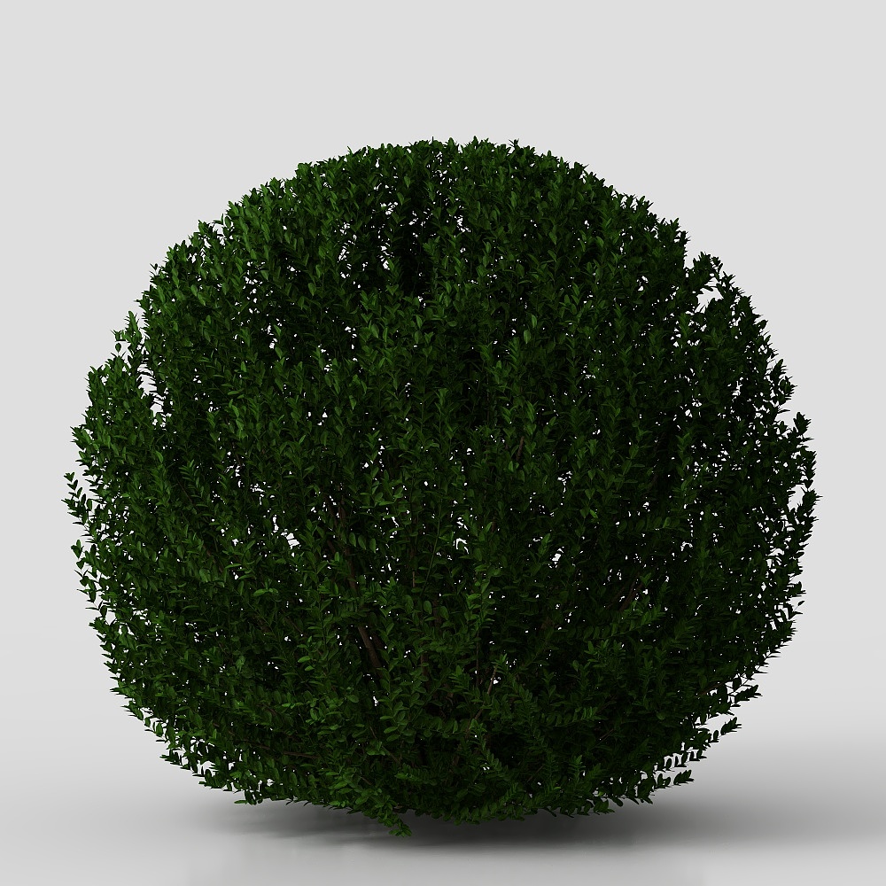 Arbusti Densi Moderni