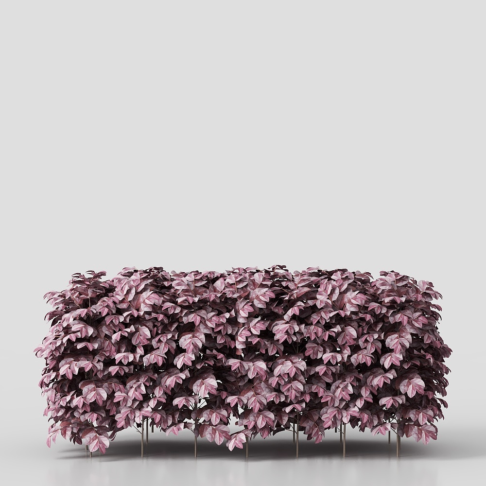 Modern Red-Flowering Osmanthus Green Hedge