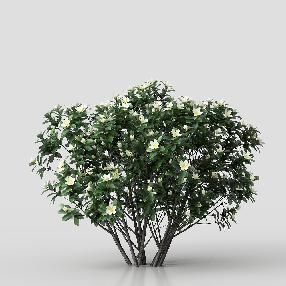 Forma di arbusto sempreverde Yunnan