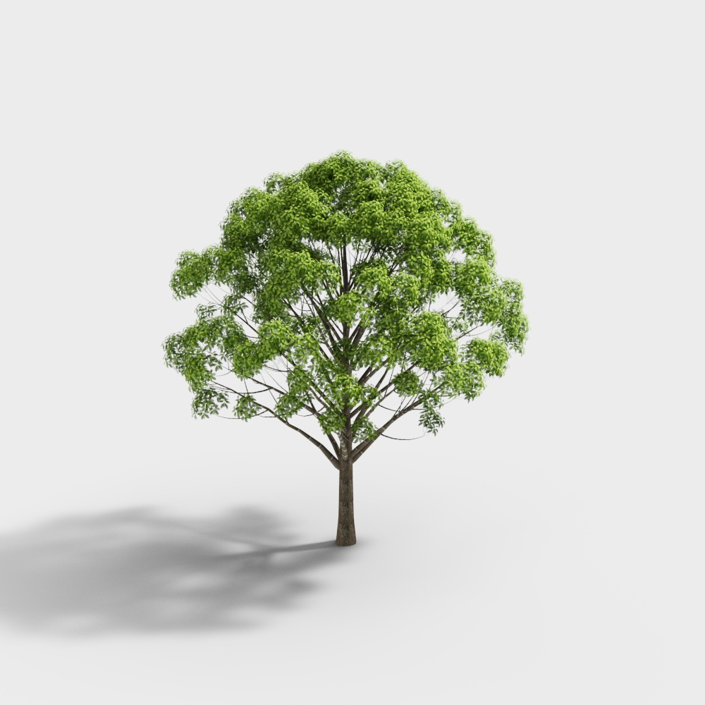 Realistic 3D Oak Tree Model