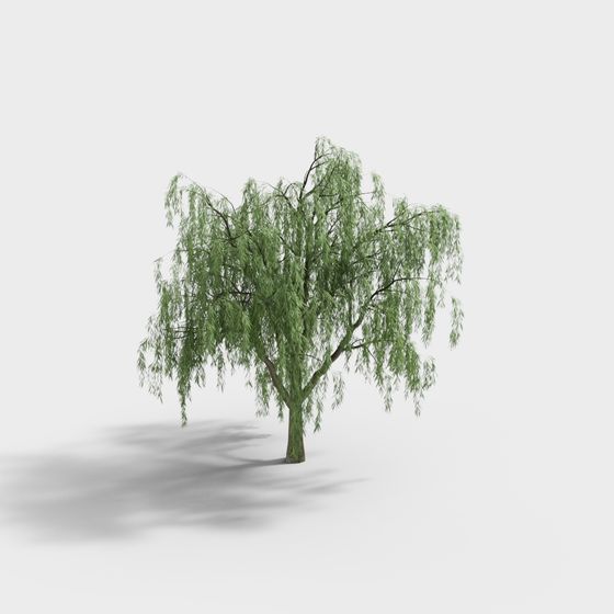 Realistic Weeping Willow 3D Model for Designers