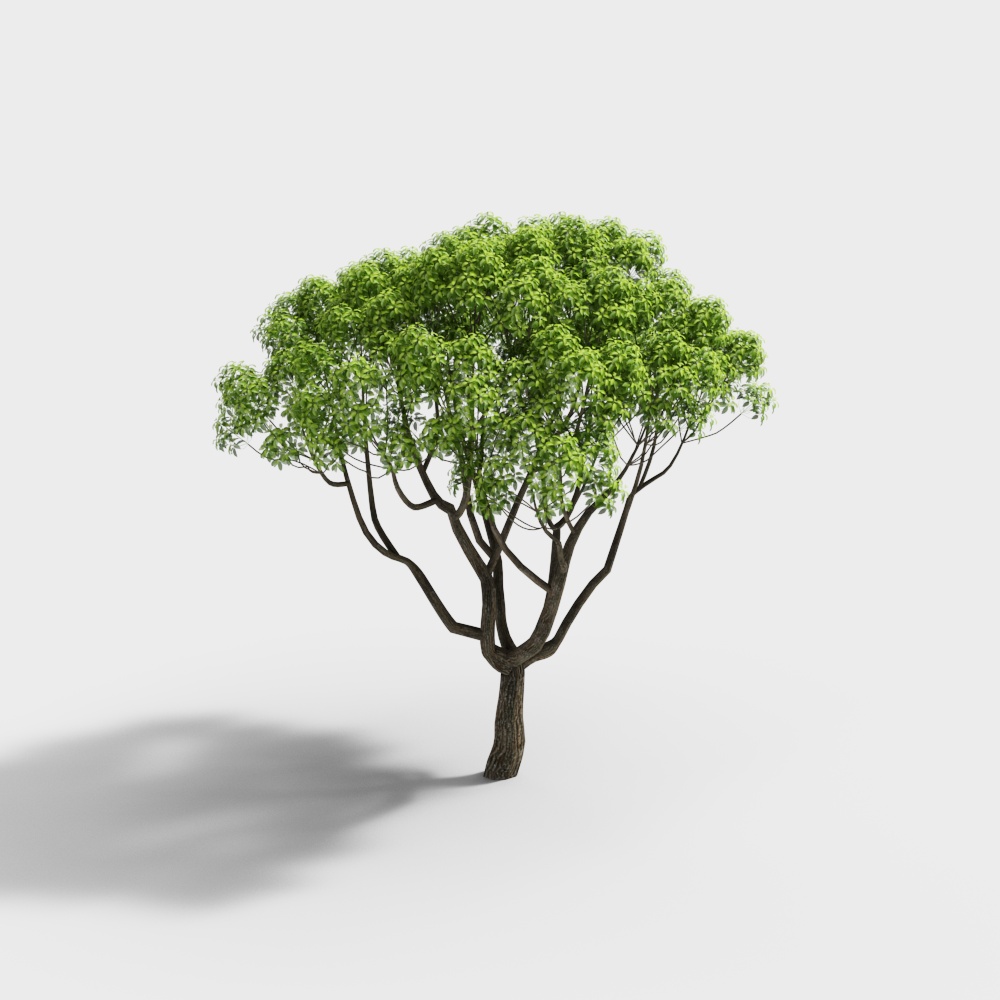 Modern Small-Leaved Rhododendron