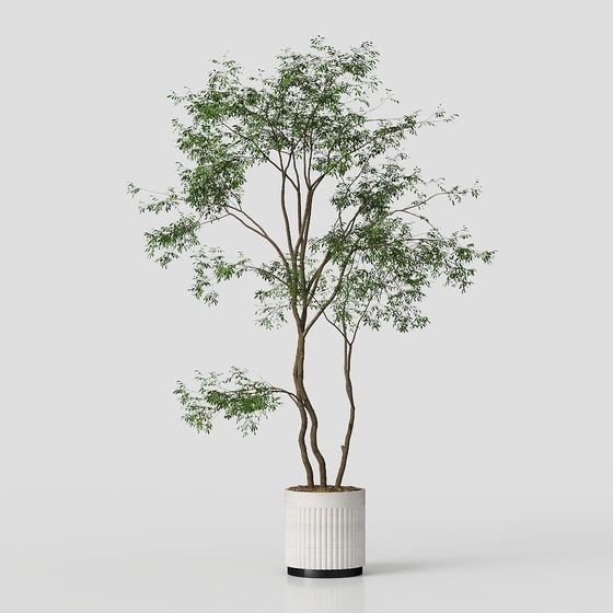 Ze Yi---Cây xanh_QC-3773(2017)