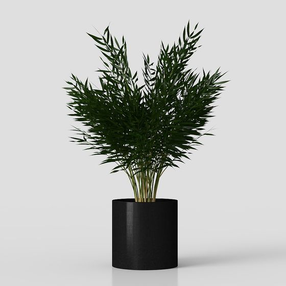 Plant