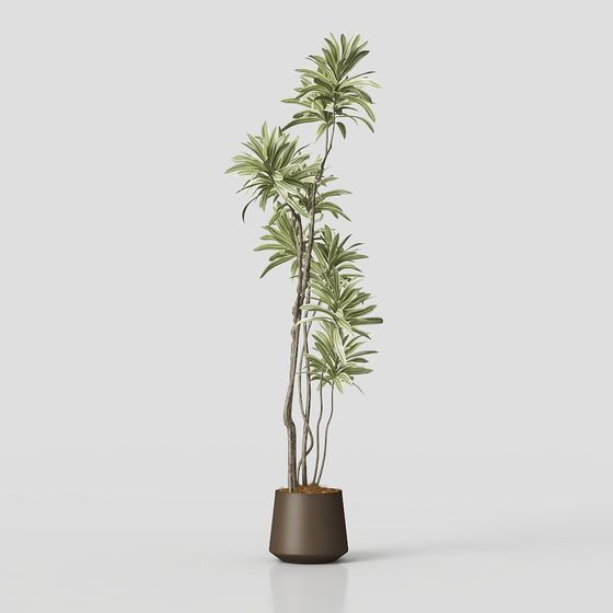 Zebra Leaf Dracaena 3D Model