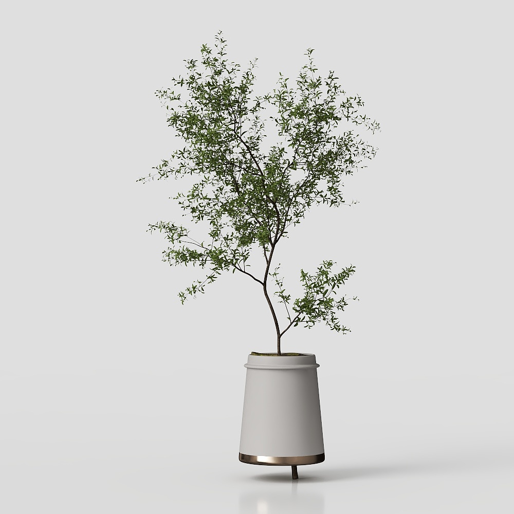 Plante verte en pot minimaliste