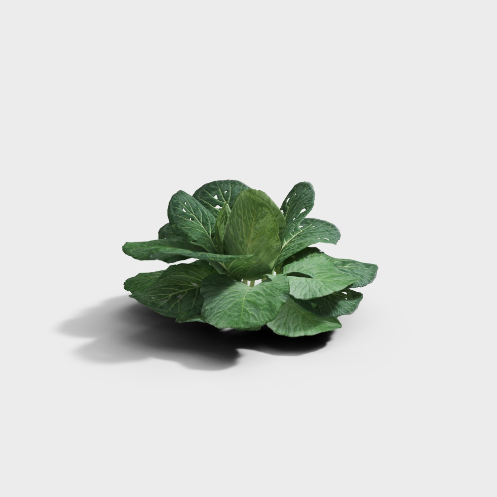 Planta de repollo moderna