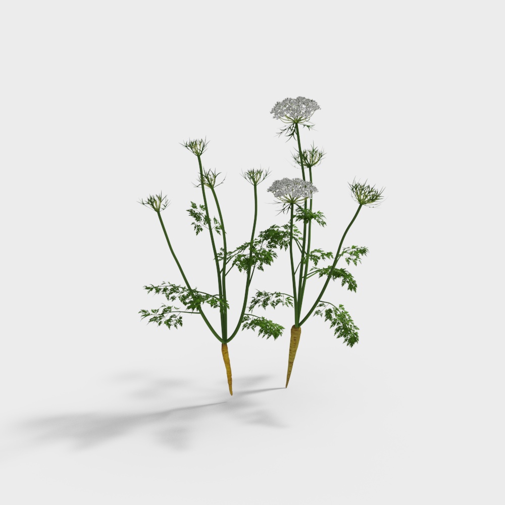 Modern Vegetable Carrot