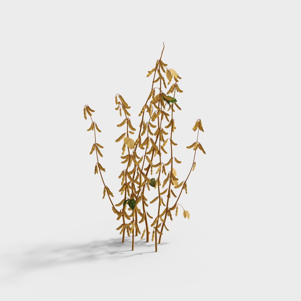Autumn Golden Bean Plant 3D model
