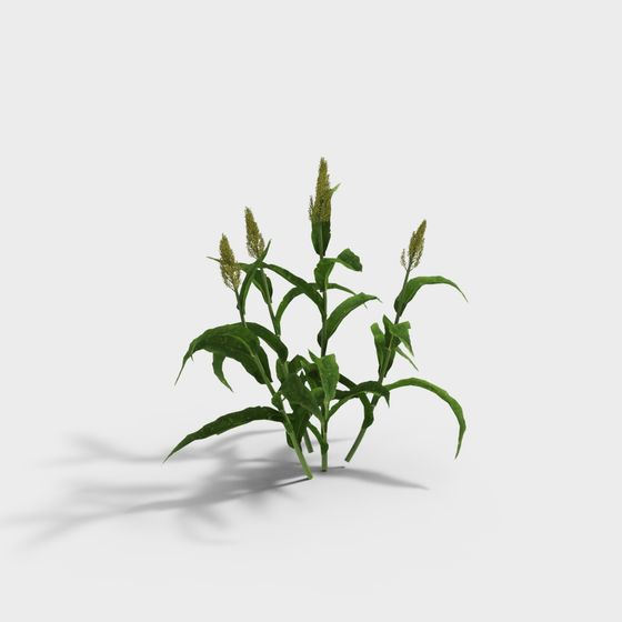 Vibrant Corn Seedling 3D model for Modern Designs