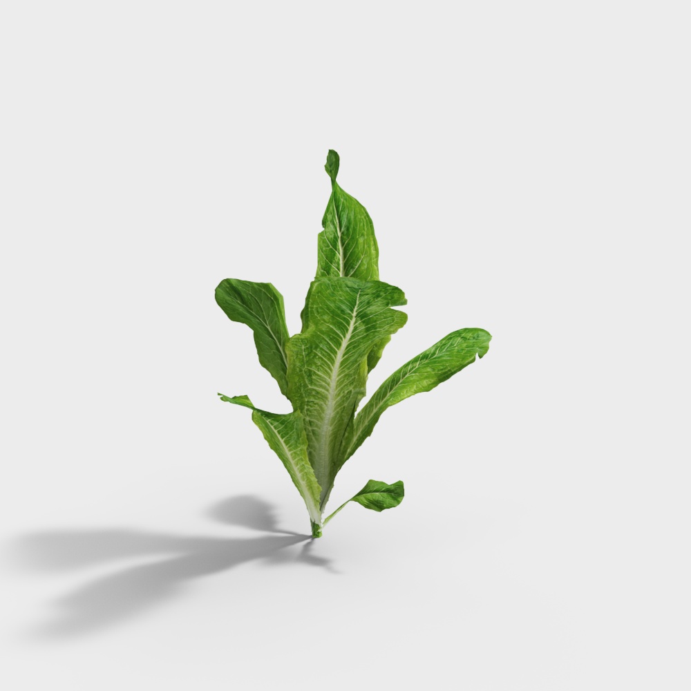 Lively Lettuce 3D model for Creative Projects
