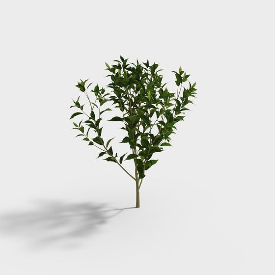 ชาเขียว