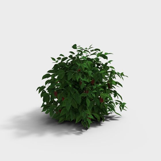 Low-Poly Raspberry Bush 3D model