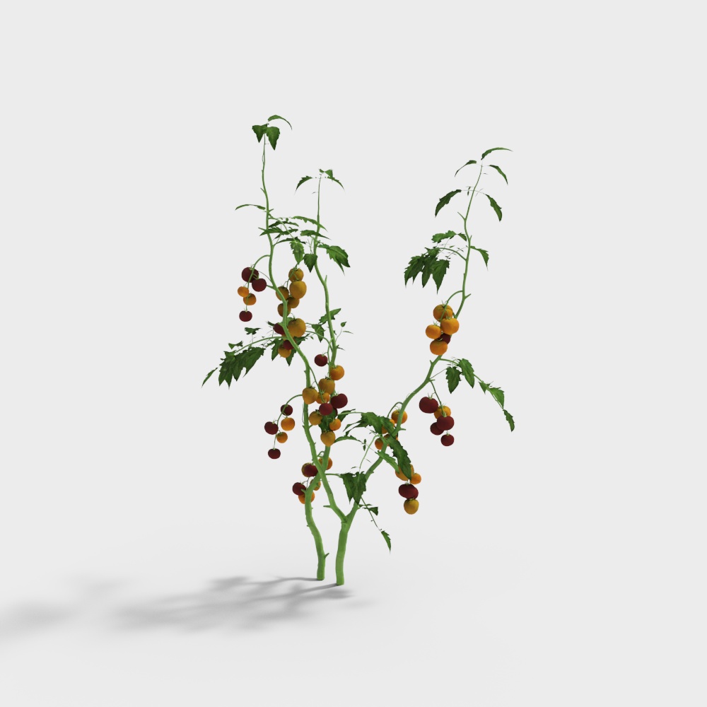 Modern Plant Tomato