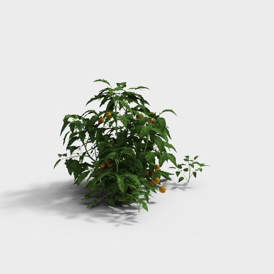 Vibrant Tomato Plant 3D model on White Background