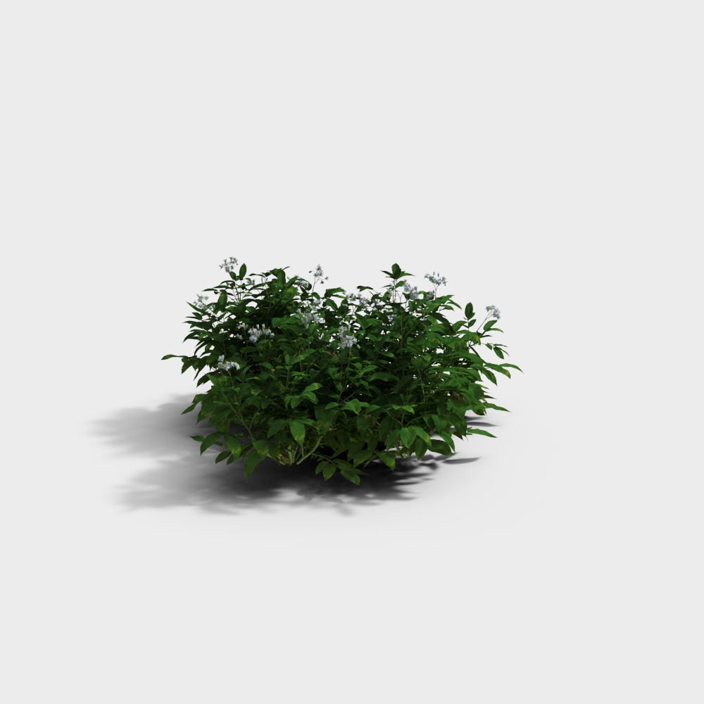 Planta de Patata Moderna