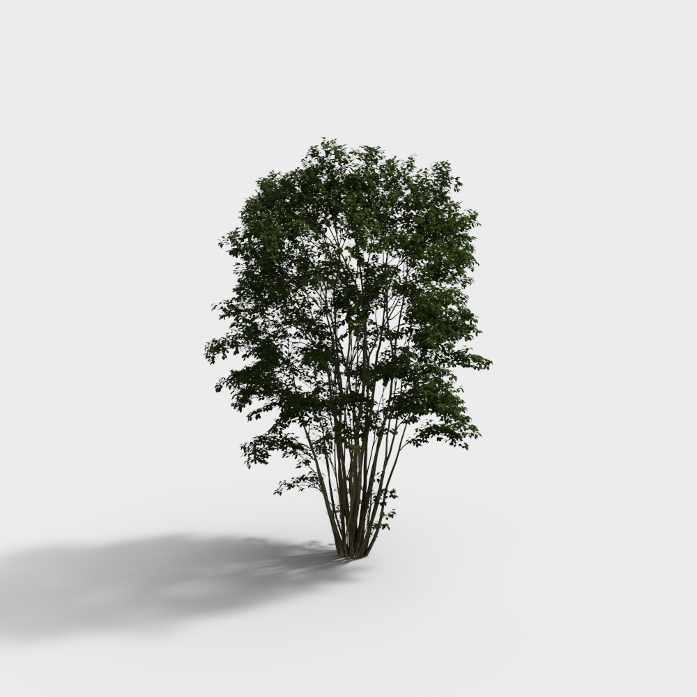 Modern Arbor Courtyard Tree