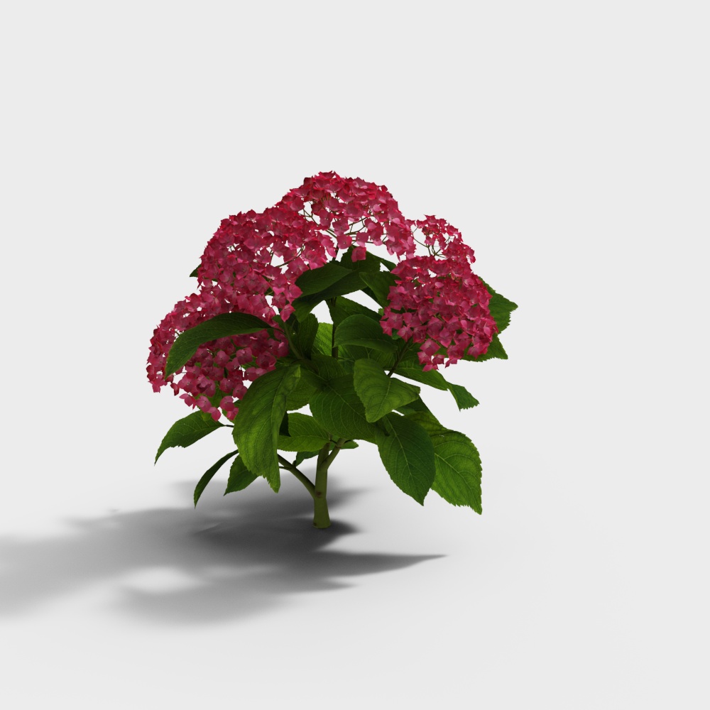 Vibrant Hydrangea 3D model