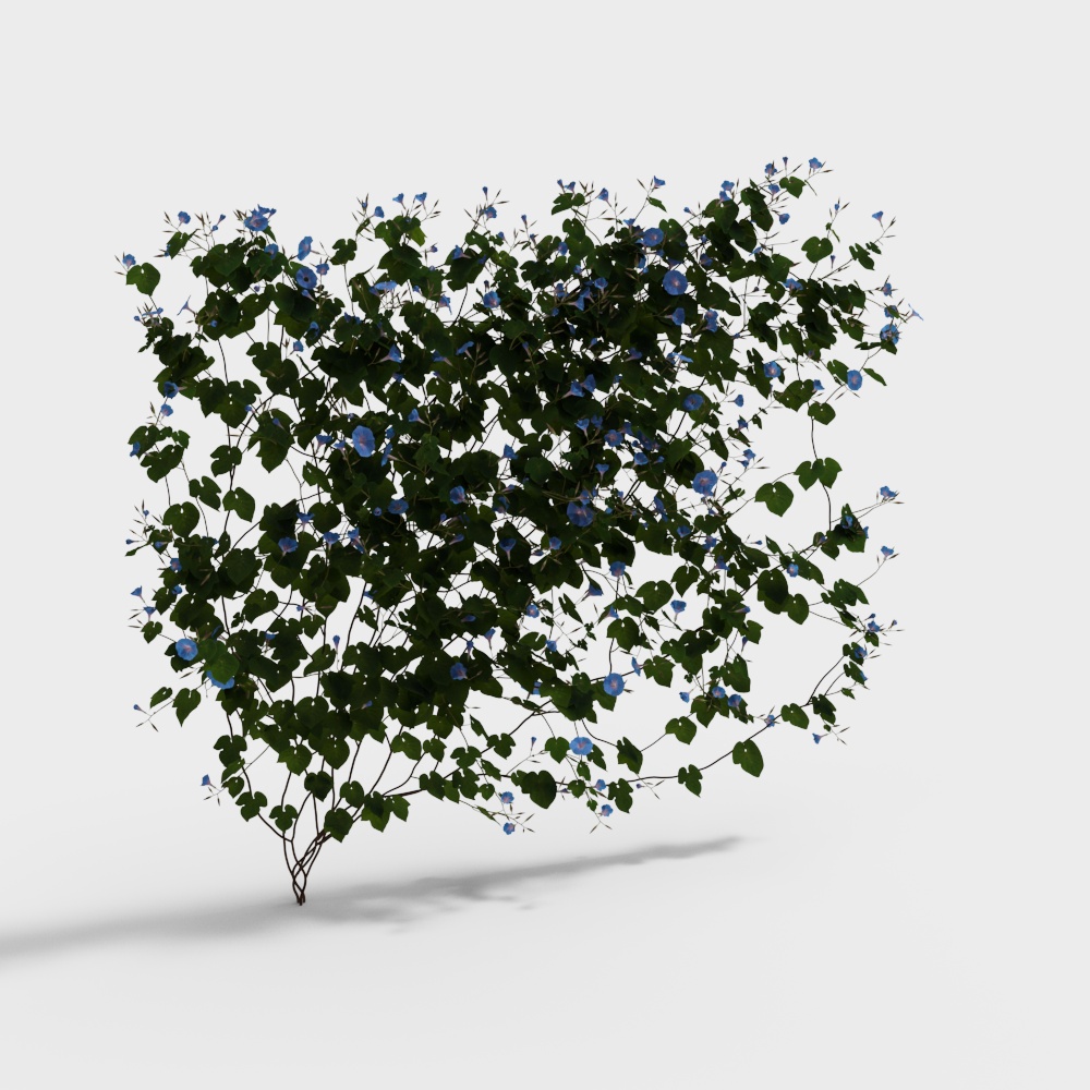 Gloria de la mañana verde trepadora moderna