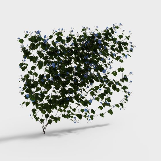 Gloria de la mañana verde trepadora moderna