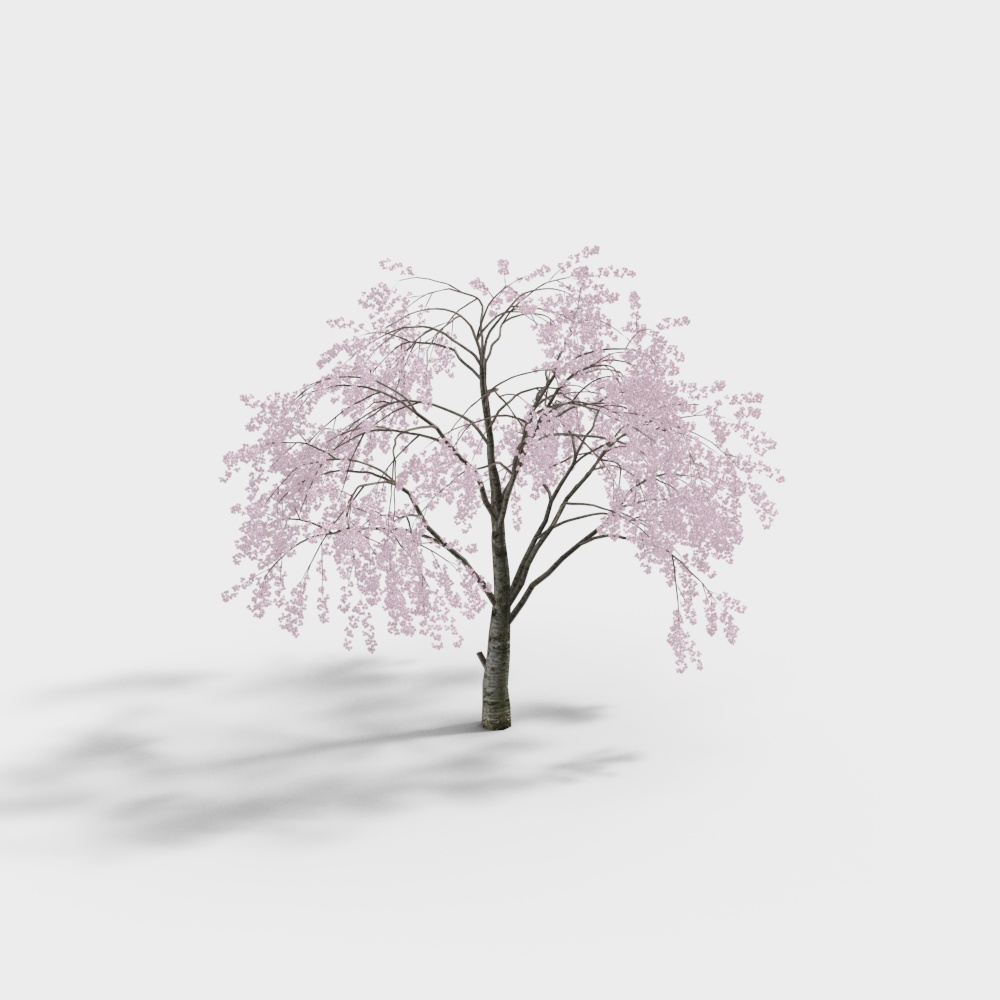 Modern Landscape Tree Cherry Blossom