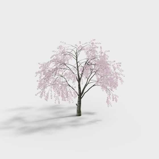 Cherry Blossom Dream 3D model