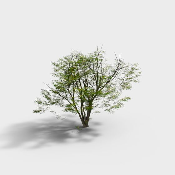 Albero da Cortile Moderno, Acer Palmatum