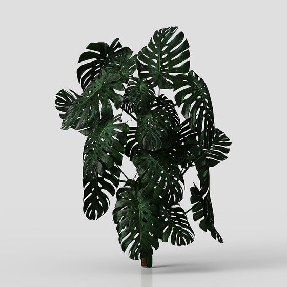 Realistic Monstera Plant 3D model for Various Uses