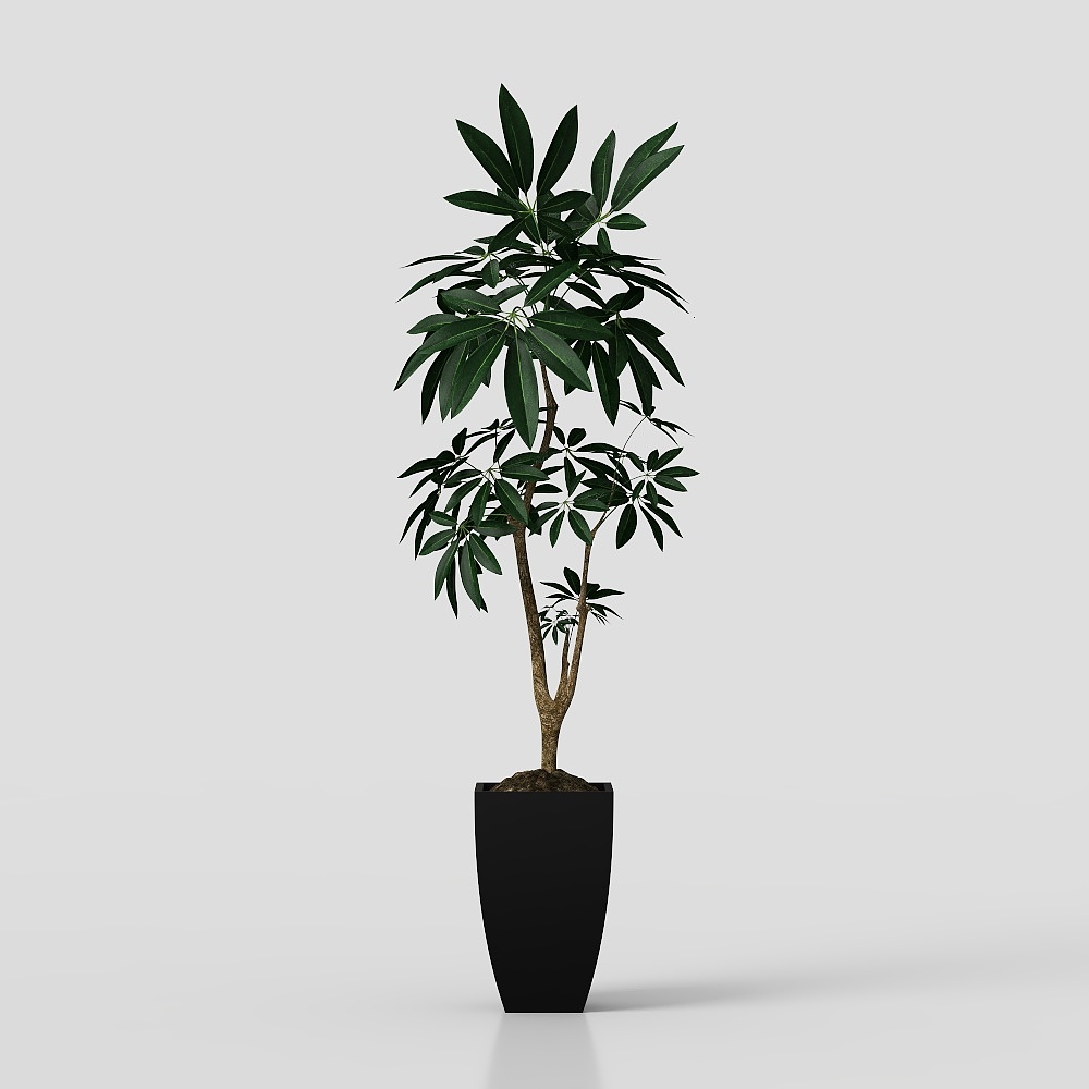 Bedroom Indoor Plants