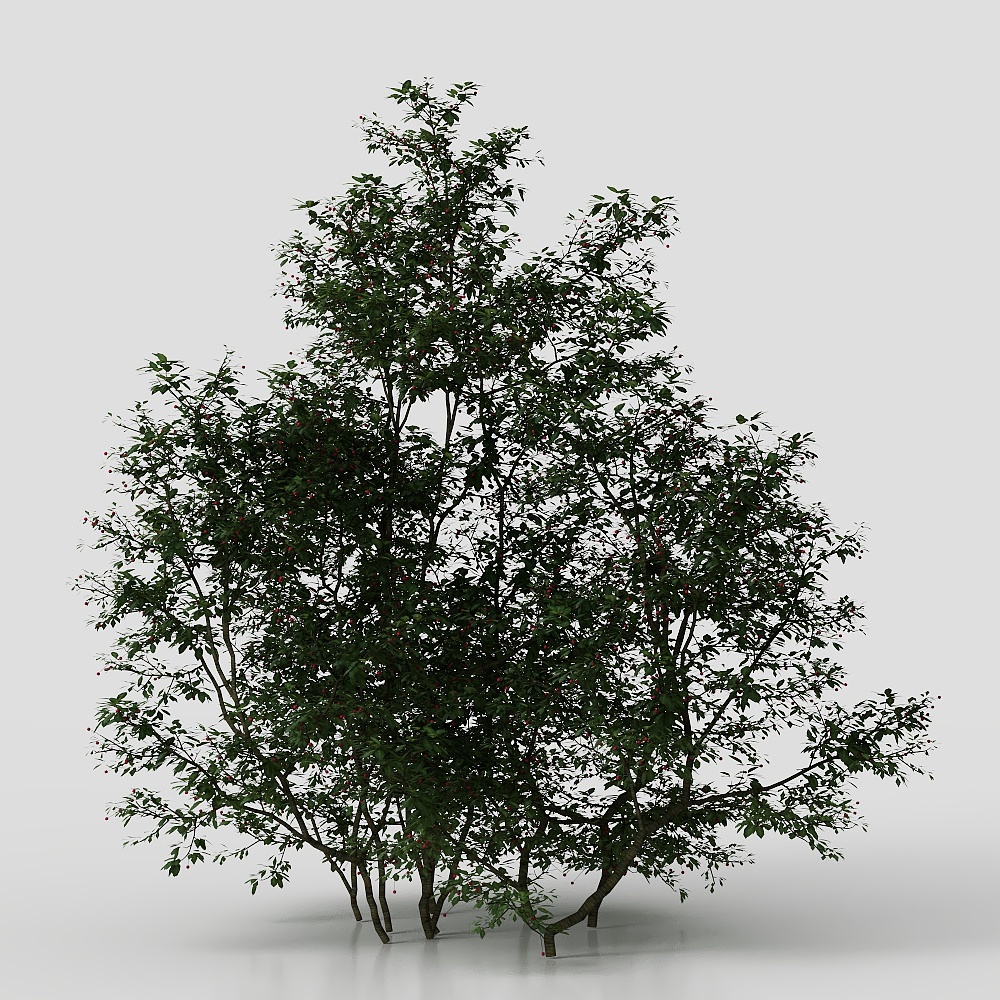 Chinese Courtyard Shrubs