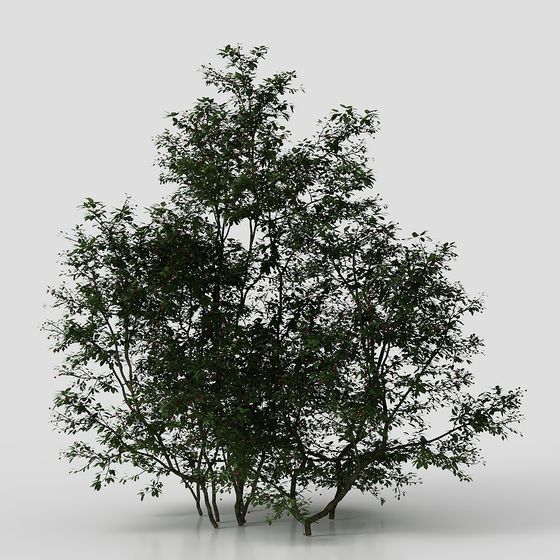 Chinese Courtyard Shrubs