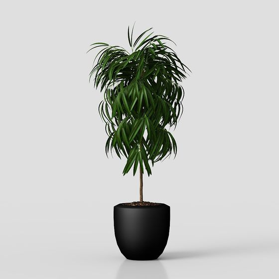 Растения для балкона