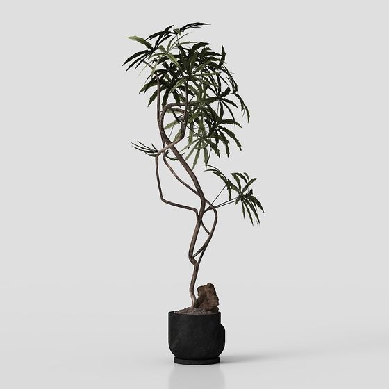 Natural Elegance Indoor Plant 3D model for Creative Spaces